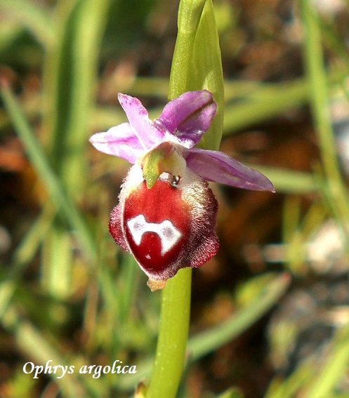 Orchidee dell''Epiro e del Peloponneso